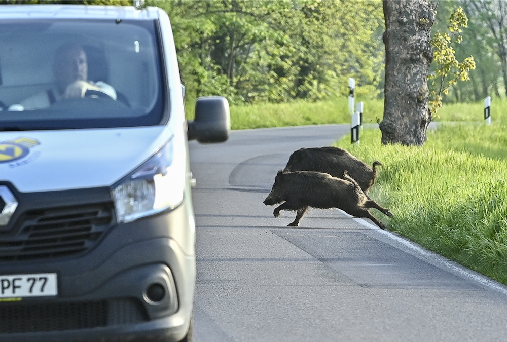 Until now all cases of swine fever in Germany had been in the wild boar population.