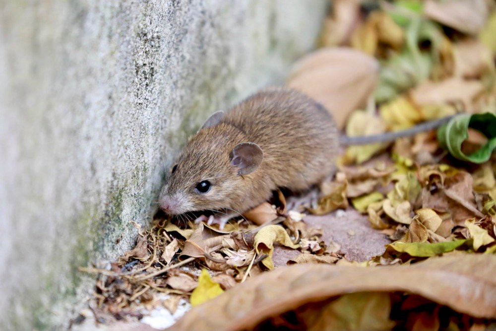 Photo: BirdShutterB/iStock/Getty Images
