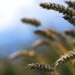 Strategie Grains lifts EU grain crop and export forecasts