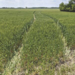 ATVs and other off-road vehicles are using fields as highways and playgrounds, say four St. Clements farmers.