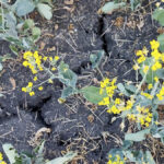The general consensus within Canada’s grain trade is that Western Canada’s crops are unlikely to see much improvement from current conditions at this time.