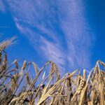 Alberta’s barley harvest this year is expected to be ‘fairly light,’ according to one commodity trader. Photo: File