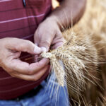 Organic checkoff gets the green light