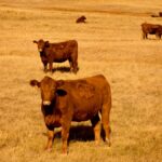 Photo: Canada Beef Inc.