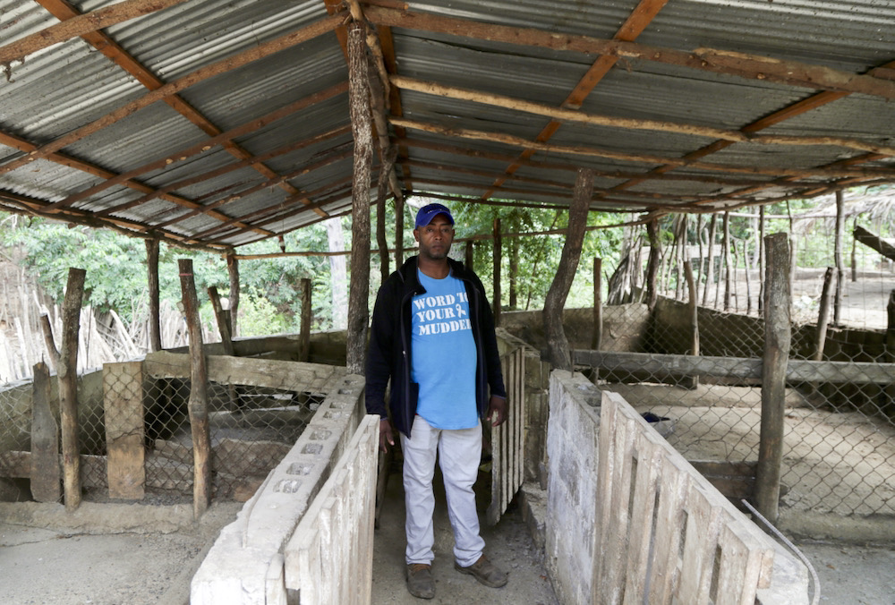 Nelson Aquino observes his pig farm after pigs died of African swine fever, as the government announced the slaughter of tens of thousands of pig after detecting outbreaks of African swine fever in pigs farms across the country, in Palmarito, Monte Cristi, Dominican Republic August 1, 2021. Photo: Reuters/Ricardo Rojas