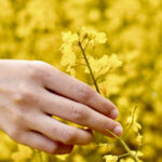 How low will canola yield go?
