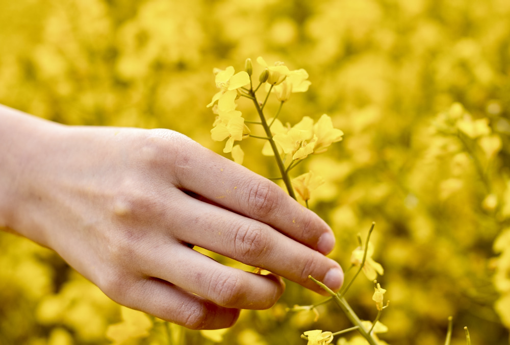 How low will canola yield go?