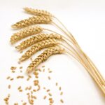 North Dakota spring wheat crop slashed by drought