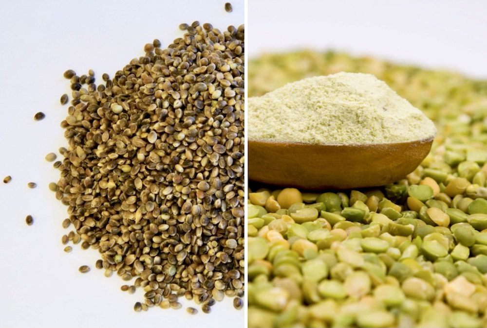 Hemp (seeds shown at left) will soon be blended with peas (shown at right) to create a high-protein flour.
