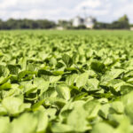 “Price and quality of alternative forages will play a key role in determining whether they can be used in a given production situation.” – Zac Carlson, NDSU.