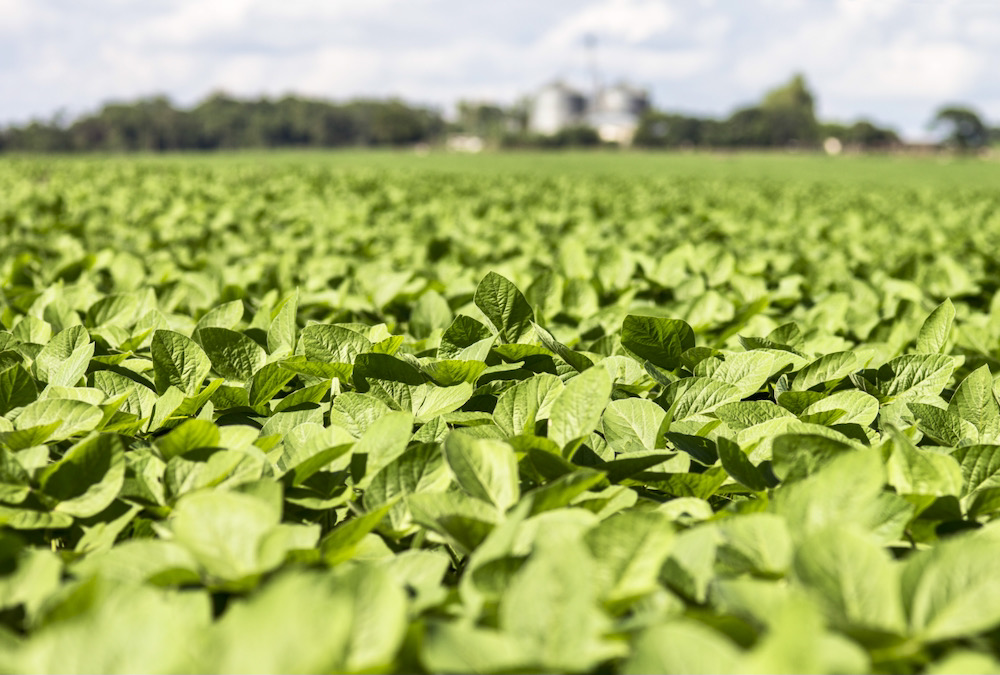 “Price and quality of alternative forages will play a key role in determining whether they can be used in a given production situation.” – Zac Carlson, NDSU.