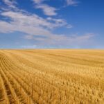 A resolution passed at a recent KAP meeting called on the Manitoba Agricultural Services Corporation to exclude a farmer’s Individual Productivity Index calculations from standing crops cut for feed, instead of being combined.