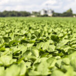 Top soy producer Brazil to boost plantings for 15th year: Datagro