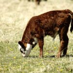 Photo: Canada Beef Inc.
