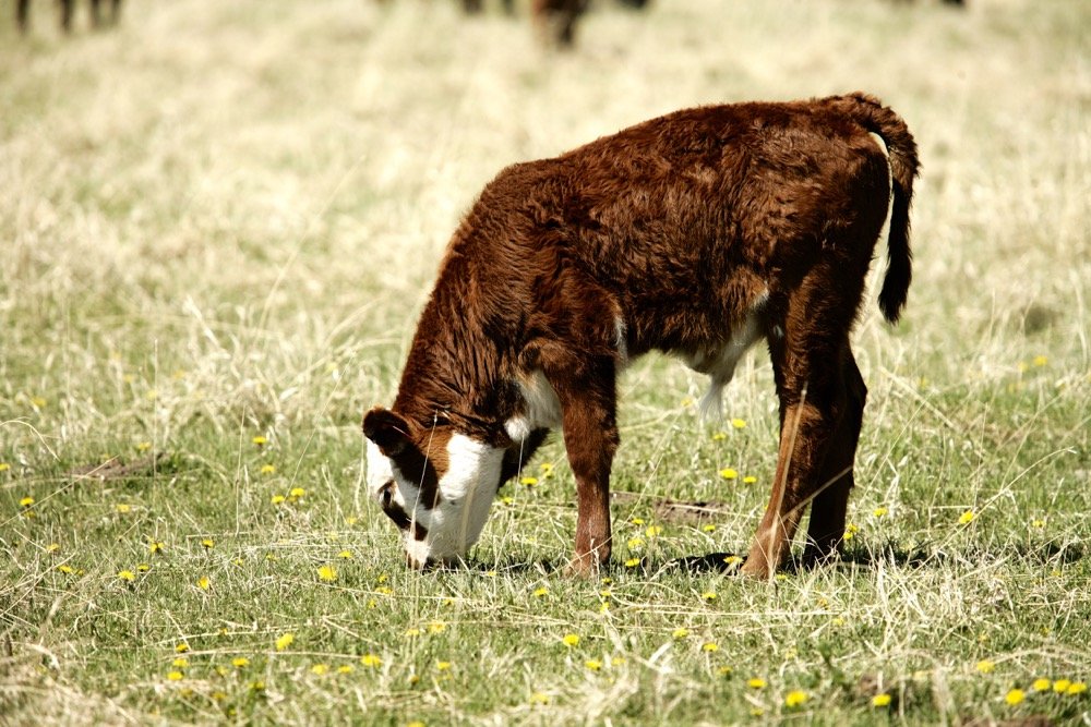 Photo: Canada Beef Inc.
