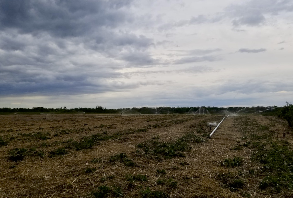 The strawberry field at Grunthal Berries at the beginning of June 2021.