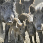 We need to move beyond passive efforts, such as unrestricted hunting, that have been shown to disperse wild pigs and make the problem worse. – Cam Dahl