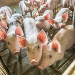 “From a zoning perspective, we’ve been doing a lot of preparation. We’ve been doing a lot of practising here in Canada.” – Egan Brockhoff, Canadian Pork Council.