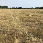Pastures near Fork River, Man., show the strain of drought and grasshopper pressure.