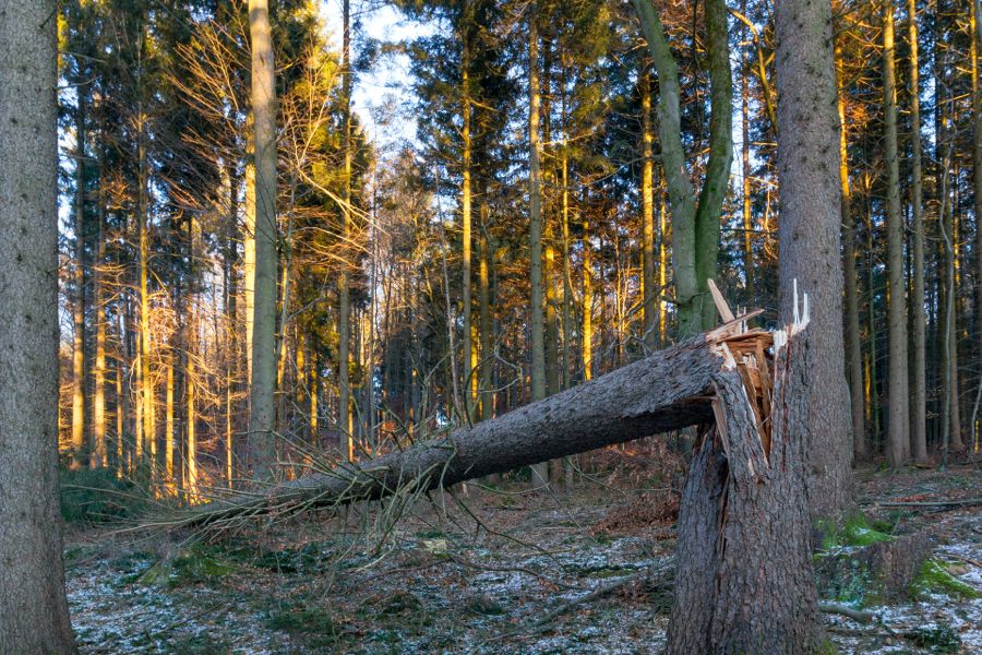 Promoting resilient western forests will require that our society builds a new relationship with fire by creating fire-adapted communities and looking for opportunities to restore fire to western forest landscapes.