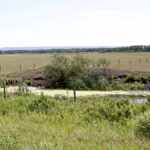A low, algae-covered dugout near Dauphin shows the impact of drought and heat this summer.
