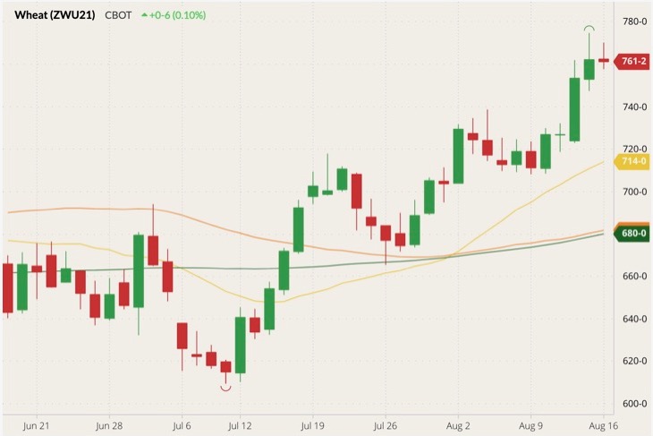 CBOT September 2021 wheat (candlesticks) with 20-, 50- and 100-day moving averages (yellow, orange and green lines). (Barchart)
