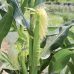 Some bacteria found on corn silk are reduced, while some proliferate when exposed to fusarium.
