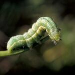 Alfalfa looper larva. (CanolaCouncil.org)