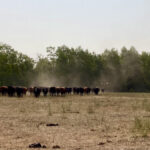 Cattle from Edie Creek Angus kick up dust in the pasture this summer.