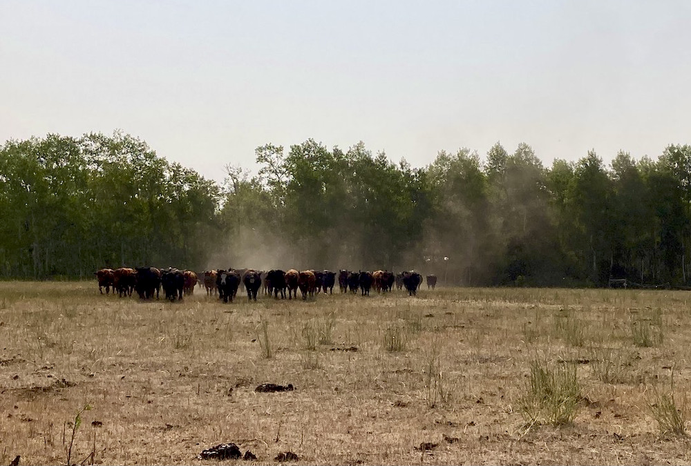 Cattle from Edie Creek Angus kick up dust in the pasture this summer.