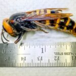 An Asian giant hornet, trapped at Birch Bay, Wash. on July 14, 2020 by Washington State Department of Agriculture (WSDA) researchers, is seen at Olympia, Wash. on July 29, 2020. (Photo: WSDA/Chris Looney/handout via Reuters)