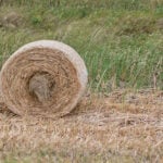 “We’re going to see something similar to what we saw last year and other years where the asking price might be 12.5 cents, but the market will only be able to bear somewhat less than that price, and if that happens, then we’re going to continue to see a reduction in the number of cattle that are being overwintered.” – John McGregor, MFGA.