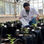Sergio Rocha, executive director of a cannabis cultivation research project, works in a greenhouse at Brazil’s Federal University of Vicosa on Aug. 18, 2021. (Photo: Reuters/Washington Alves)