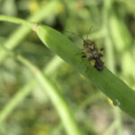 A Lygus bug crawls on a green canola pod.