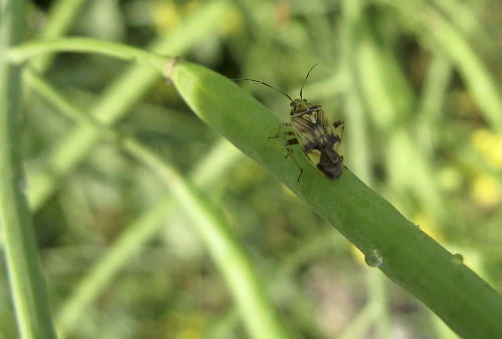 A Lygus bug crawls on a green canola pod.