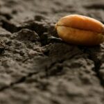 “We see crop disappearing every day because of the dry condition in the Prairies, and we see record prices at the same time.” – Ward Toma.