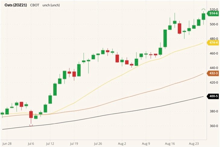 CBOT December 2021 oats (candlesticks) with 20-, 50- and 100-day moving averages (yellow, brown and black lines). (Barchart)
