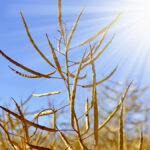 Oilseed traders and analysts have heard anecdotal reports of single-digit yields from canola growers.