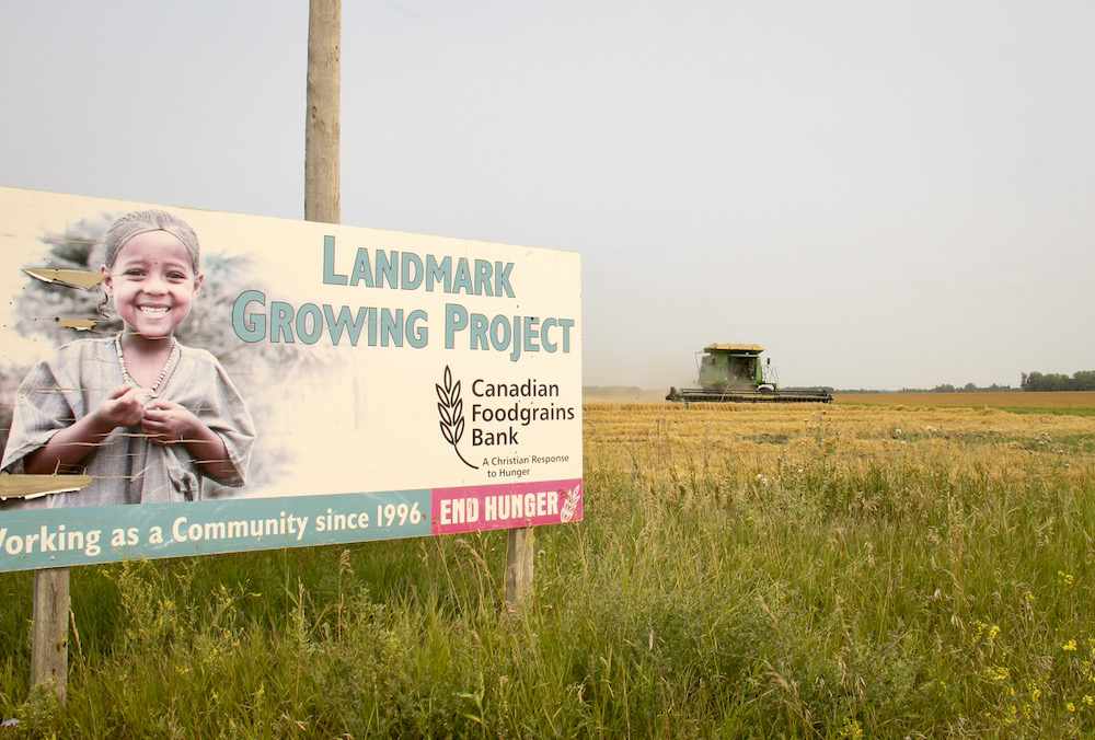 Harvest underway on the first of the Landmark growing project’s two wheat fields on August 17.