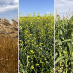 A national survey on fertilizer management practices is being expanded from corn in Ontario and canola in Western Canada to include Prairie wheat.