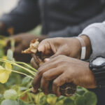 Ken Forth, president of Foreign Agricultural Resource Management Services, said the federal government lacked planning by pulling funding to quarantine workers before the end of the growing season.