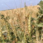 A grasshopper perches on a drought-stressed spring wheat plant near Bowdon, N.D., about 220 km south of Boissevain, on July 28.