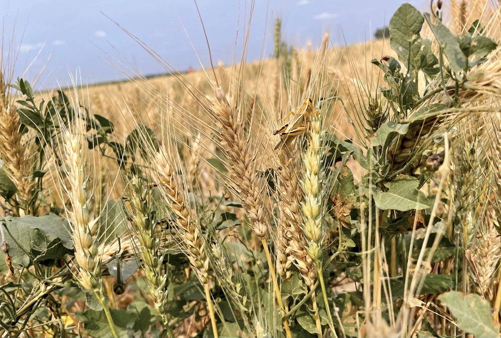 A grasshopper perches on a drought-stressed spring wheat plant near Bowdon, N.D., about 220 km south of Boissevain, on July 28.