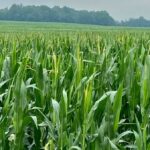 A corn crop near London, Ont. in July 2021. Relatively good yields down east may lead to more Prairie livestock feeders “jumping on the corn bandwagon.” (Farmtario photo by John Greig)