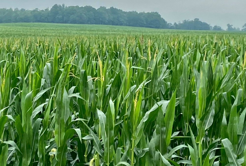 A corn crop near London, Ont. in July 2021. Relatively good yields down east may lead to more Prairie livestock feeders “jumping on the corn bandwagon.” (Farmtario photo by John Greig)
