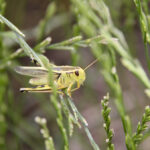 “We have seen some progression over the last few years towards higher levels. I expect that to continue, but it’s too early to say how much higher that will be.” – John Gavloski.
