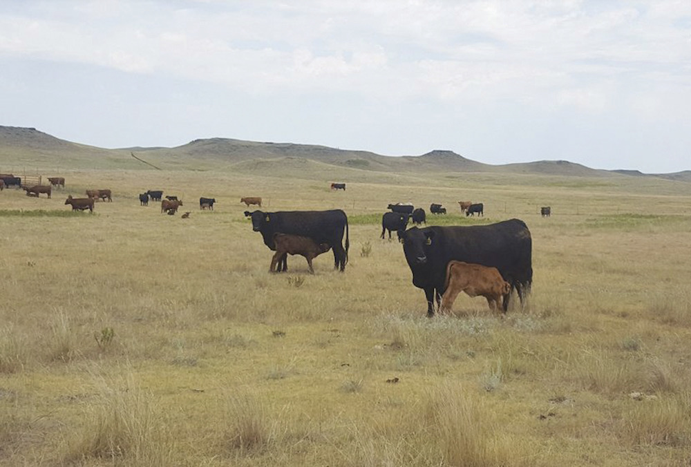 The number of breeding cows in the U.S. has dropped by a million head, which is one of the factors that’s been driving wholesale beef prices higher.