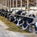 dairy cows feeding