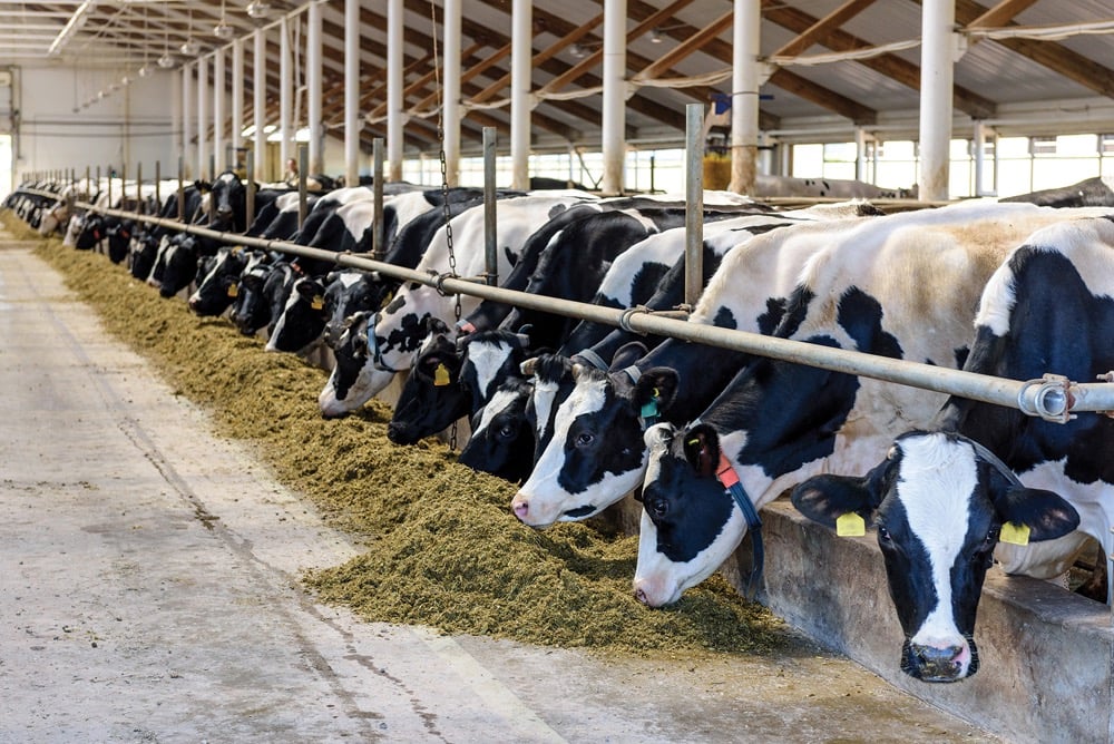 dairy cows feeding