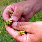 The five-year agreement will ensure the continuation of the fusarium head blight nursery program.